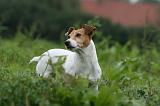 JACK RUSSEL 230